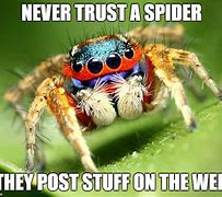 Image result for What Would You Do Spider Meme