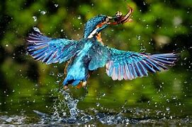 Image result for Animals in Nature 8K Image