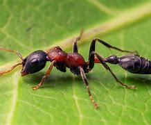 Image result for Red and Black Ants