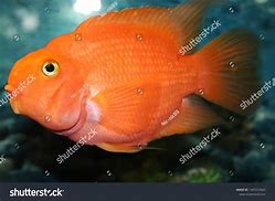 Image result for 1 Gallon Fish Tank