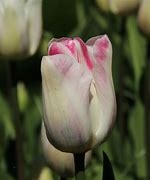 Tulipa Graceland 的圖片結果