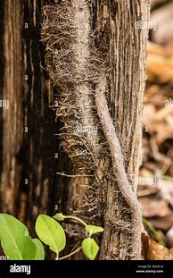 Image result for Poison Ivy Climbing Vine