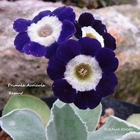 Bildergebnis für Primula auricula Remus