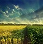 Image result for 4K Corn Field Fall