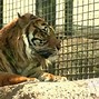 Image result for Topeka Zoo Tiger Attack