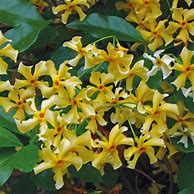 Trachelospermum jasminoides Star of Toscane に対する画像結果