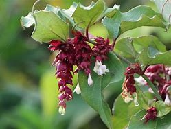 Image result for Leycesteria formosa Purple Rain