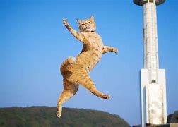 Image result for Flying Ninja Cat