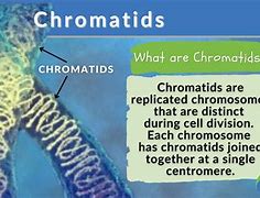 Image result for Chromatid