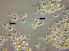 Image result for DC Cell Microscope