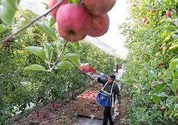 Image result for Apple Price in Artvin