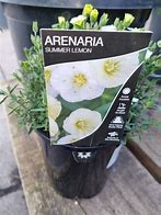 Bildergebnis für Arenaria montana Summer Lemon