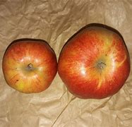 Image result for Identifying Apple's