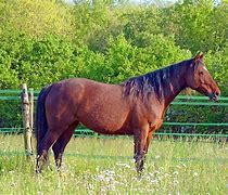 Image result for American Arabian Horse