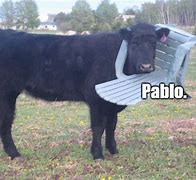 Image result for Pablo Cow Meme