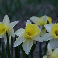 Image result for Narcissus February Silver