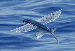 Image result for Flying Fish Front View