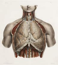Image result for Anatomy in the 19th Century