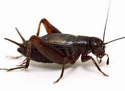 Image result for Brown Cricket Insect