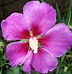 Image result for Hibiscus WALBERTONS Rose Moon
