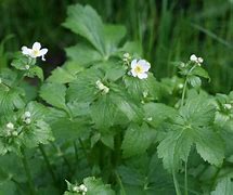 Image result for Ranunculus aconitif. Pleniflorus