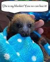 Image result for Giant Bat Meme