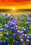 Image result for Bluebonnet Flowers Texas