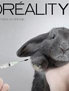 Image result for Effects of Animal Testing