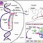 Image result for Protein Synthesis Poster
