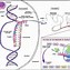 Image result for Protein Synthesis Steps Diagram