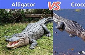 Image result for Alligator vs Crocodile Side Profile
