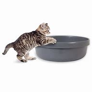 Image result for Jackson Galaxy Cat Litter