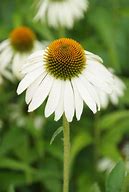 Image result for Echinacea purp. White Swan