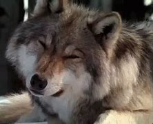 Image result for Wolves Cuddling GIF