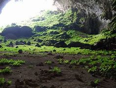 Image result for Cave Habitat