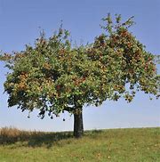 Image result for Empire Apple Tree