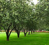 Image result for Golden Apple Tree