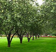 Image result for Apple Tree Life Cycle Art Project