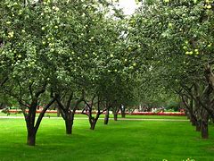 Image result for Apple Sizing Ring Orchard