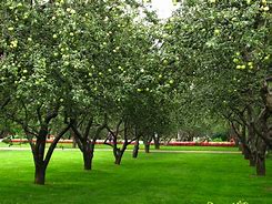 Image result for Healthy Apple Tree