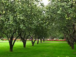 Image result for Mountain Apple Tree