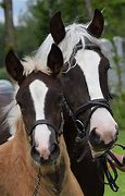 Image result for Black Forest Horse Mule