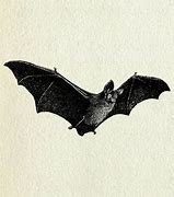 Image result for A Bat Clip Art