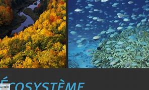 Image result for Ecosysteme