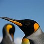 Image result for Real Penguin
