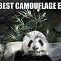 Image result for Cute Panda Funny Animal Memes