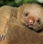 Image result for Real Life Sloth Bear