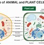 Image result for Basic Structure of a Living Cell