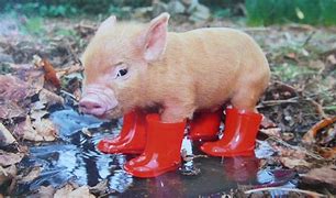 Image result for Funny Pig Wallpaper