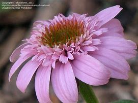 Echinacea purpurea Secret Romance に対する画像結果